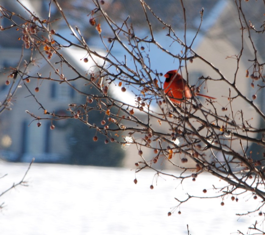 A glimmer of red against the backdrop of pure white