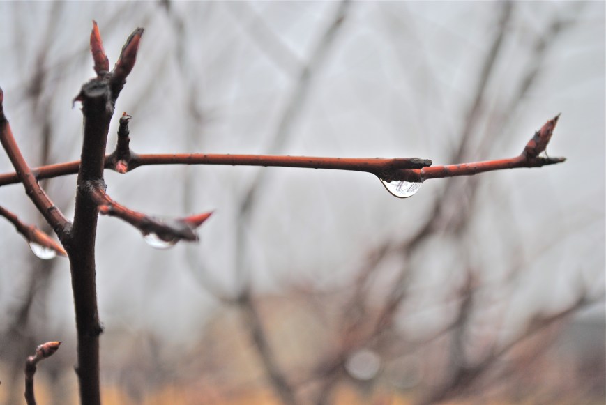 Snow in the Season of New