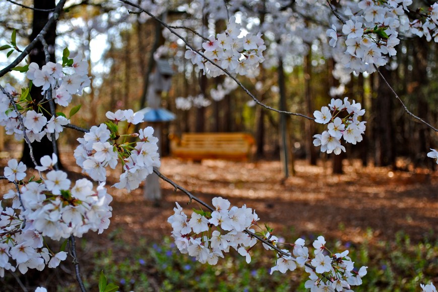 The tree dad planted