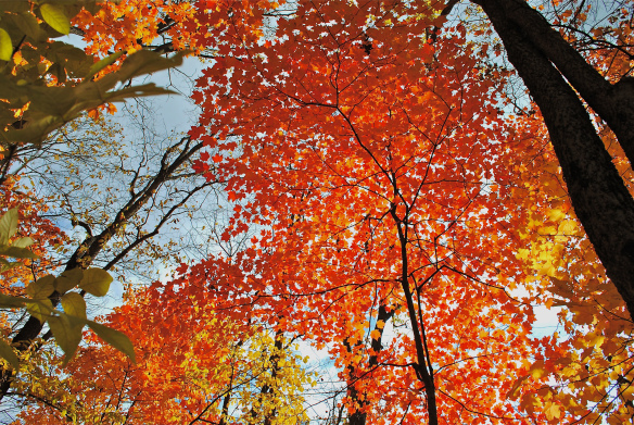 Rough Edges of a Smooth Life