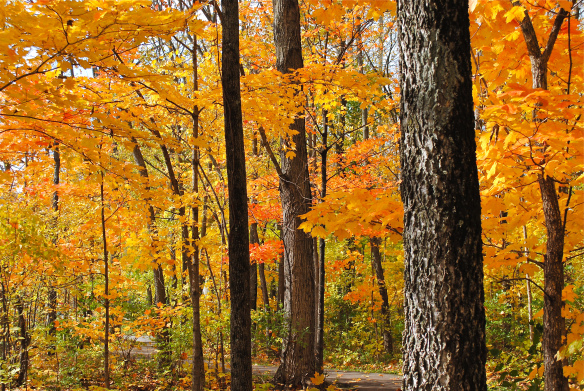 Rough Edges of a Smooth Life