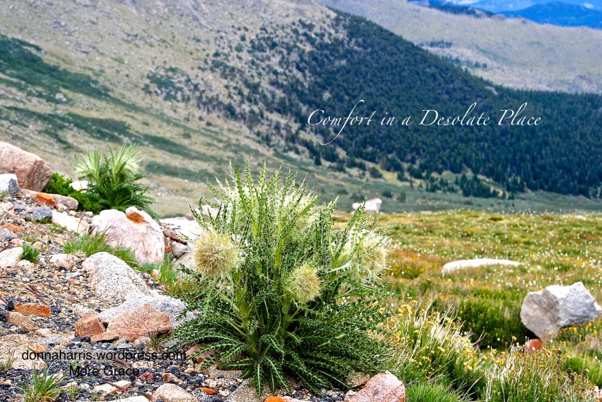 Comfort in a Desolate Place