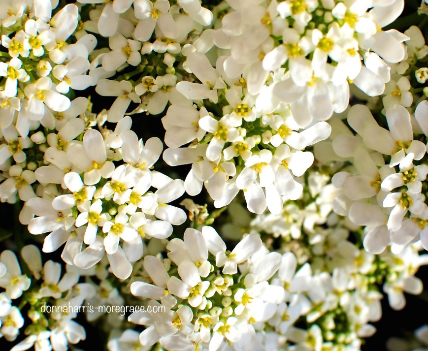 The Alpha and Omega 2