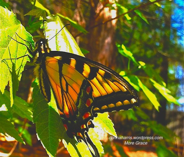 The Discipline of Peace 1